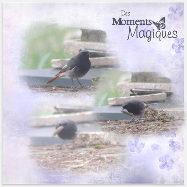 petit oiseau de campagne