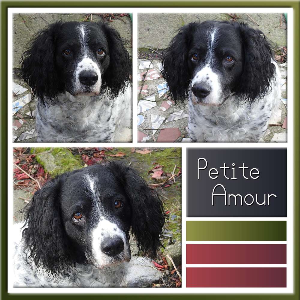 PETITE AMOUR