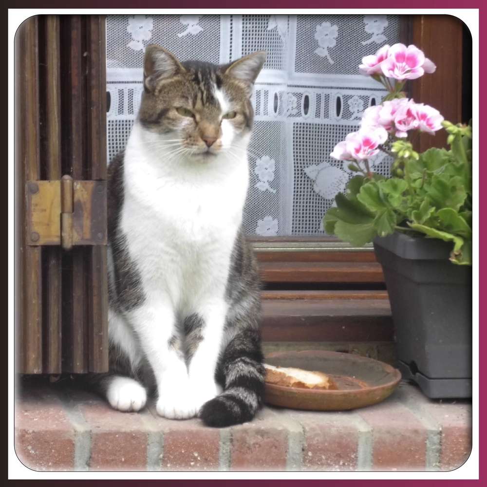 PETITE CREVETTE - PETITE DOUCETTE MIGNONETTE