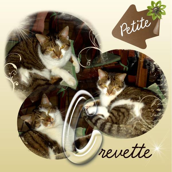 PETITE CREVETTE