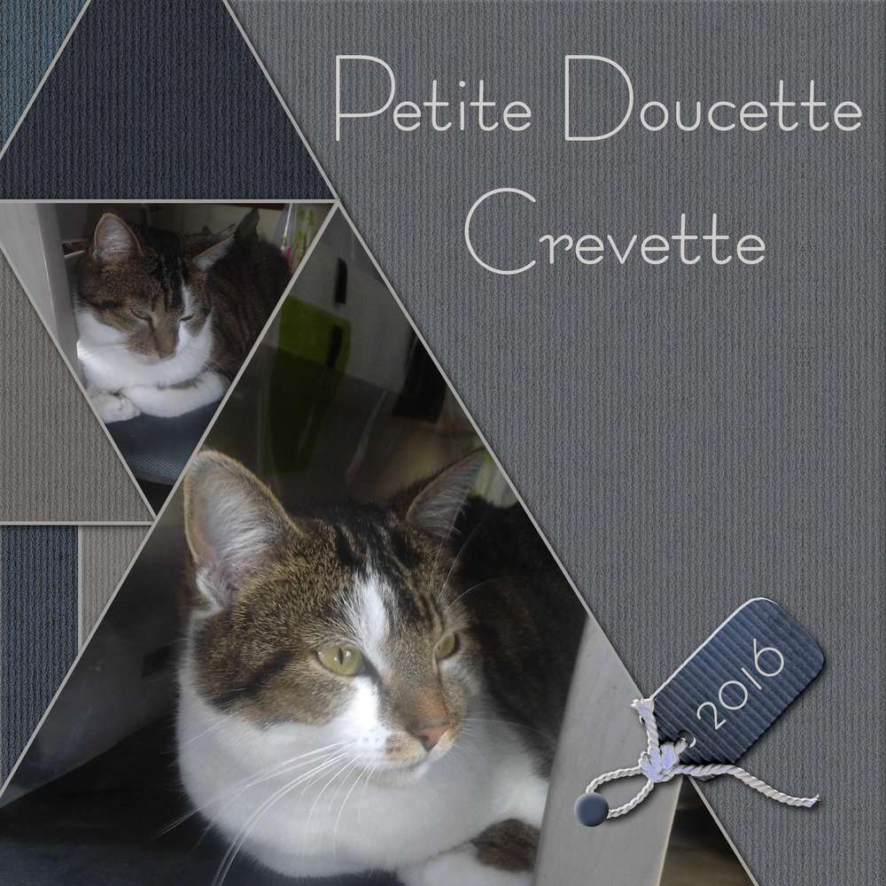 PETITE DOUCETTE, CREVETTE