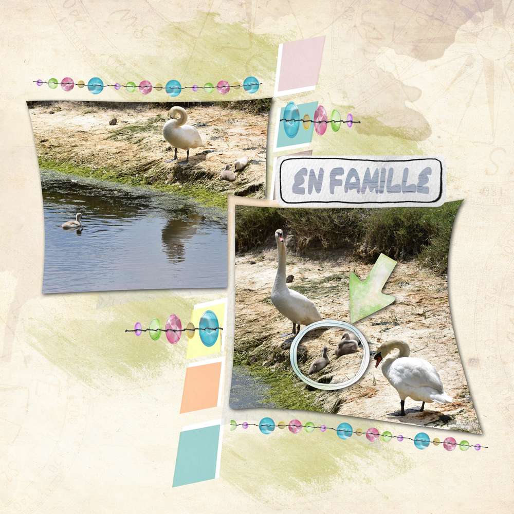 Petite famille de cygnes à Trégunc