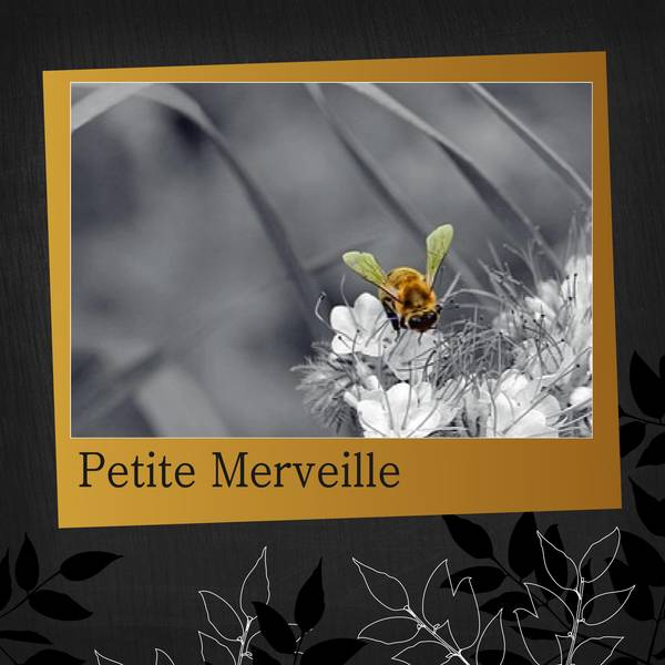 PETITE MERVEILLE