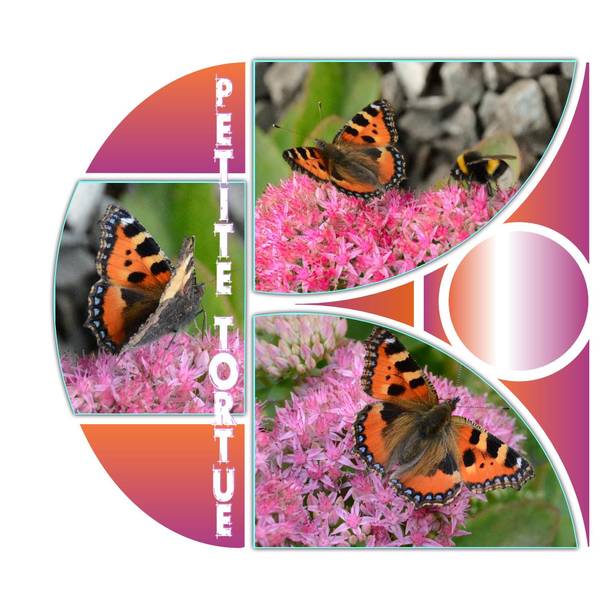 Petite_tortue_Azza_double__page_1_