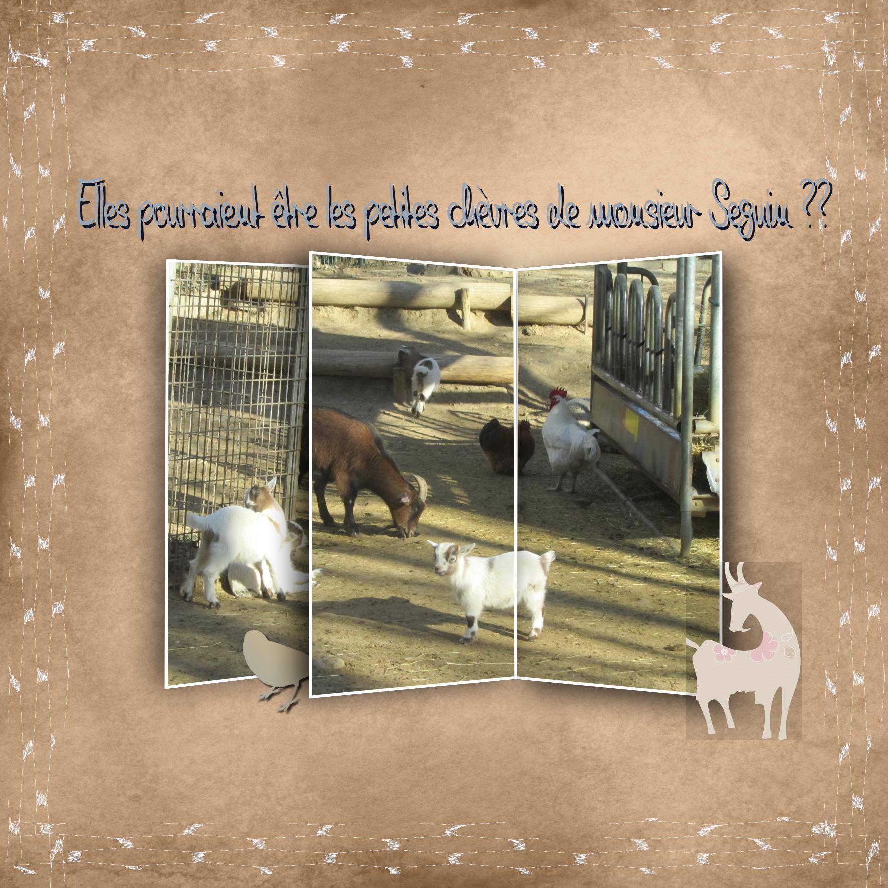 Petites chèvres et chevreaux.jpg