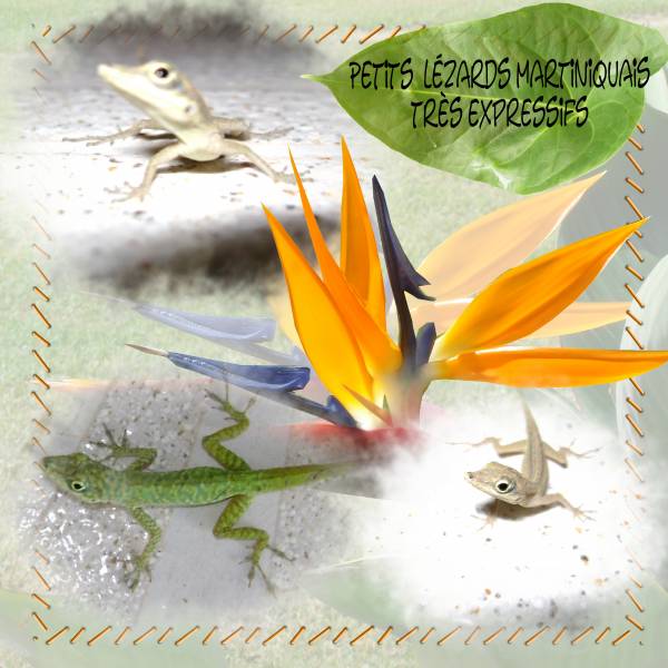 petits lézards martiniquais