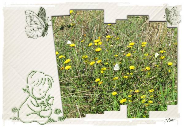 petits papillons blancs