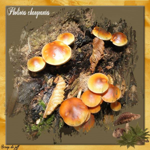 Pholiotes changeantes