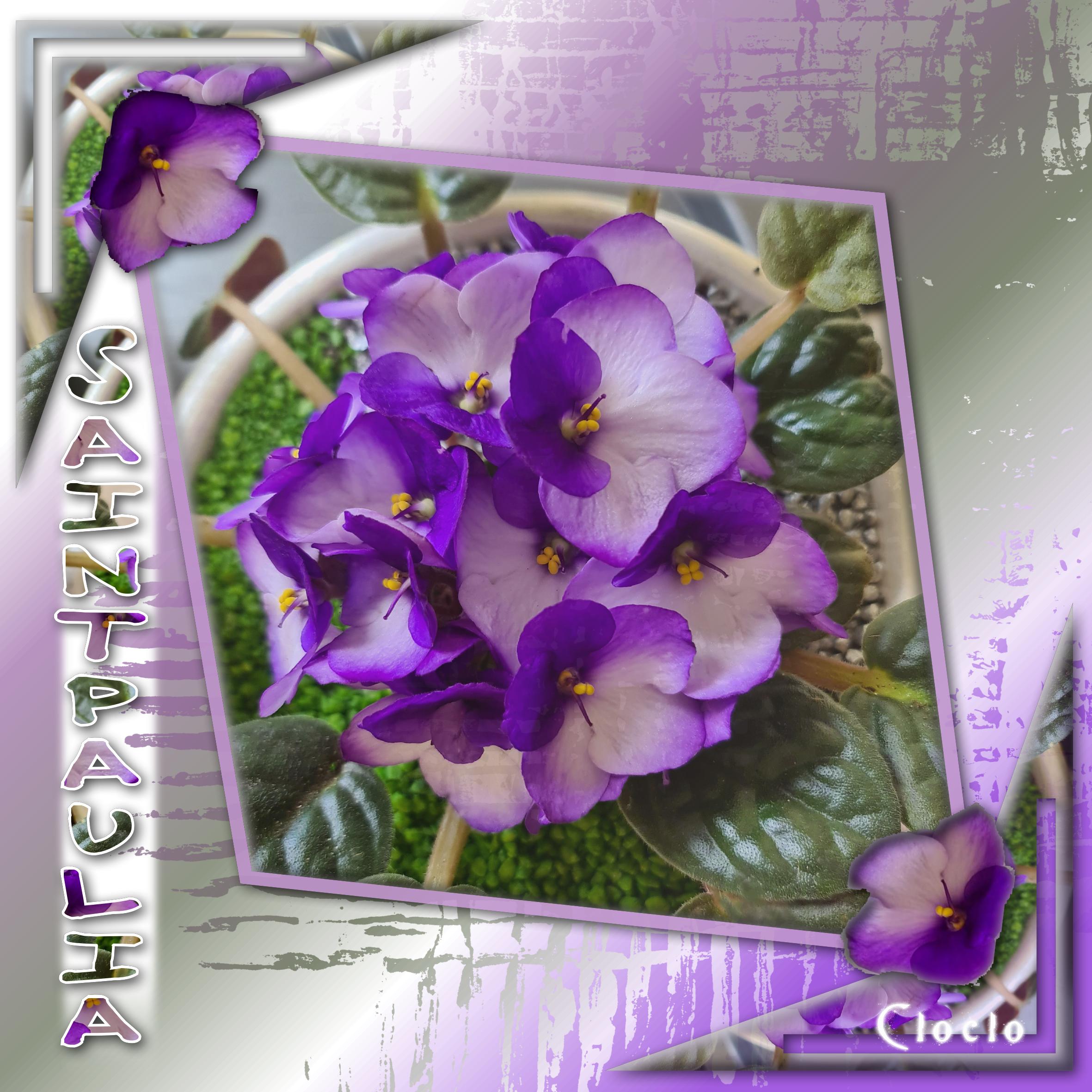 Photo d'une SAINTPAULIA.jpg