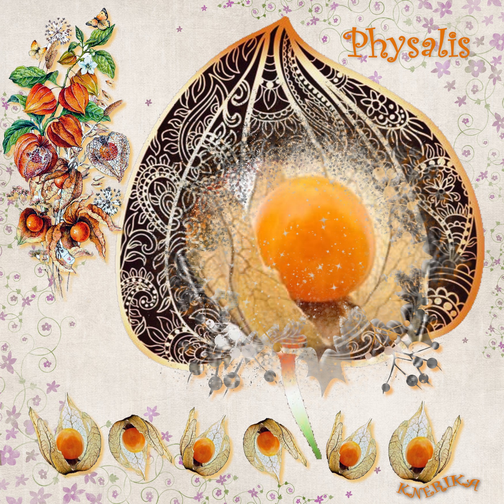 Physalis   Anne Marie