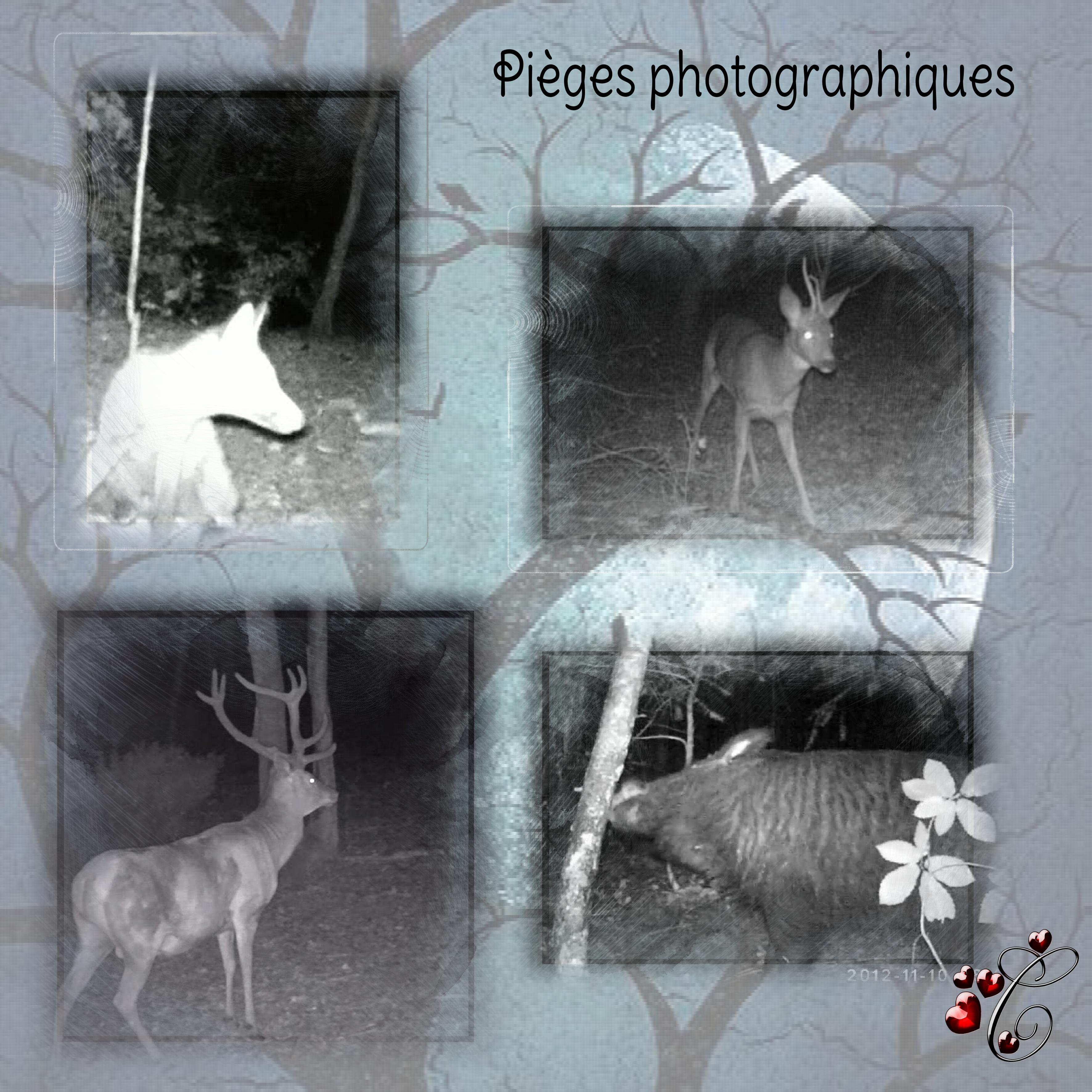 pièges photographiques.jpg