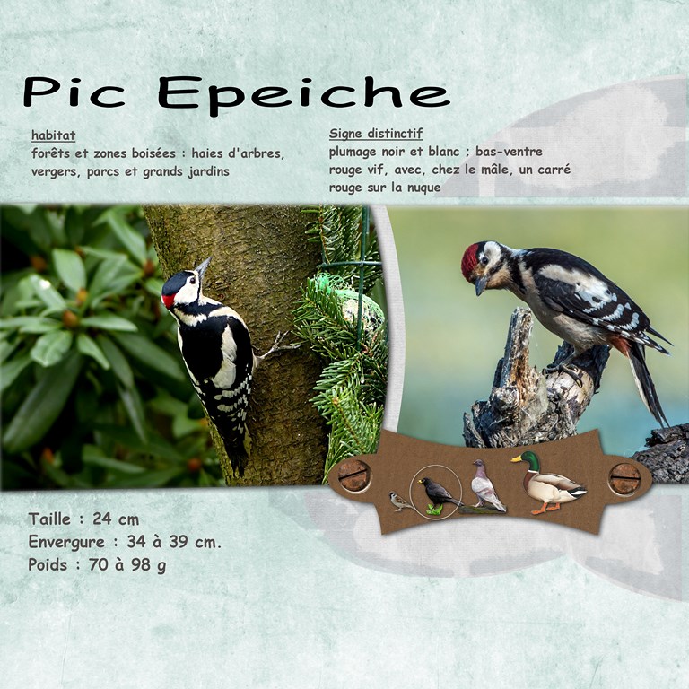 PIC EPEICHE