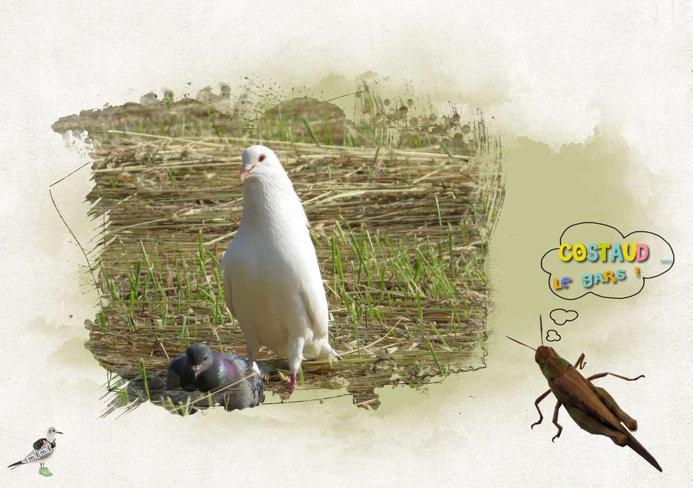 Pigeon costaud .....