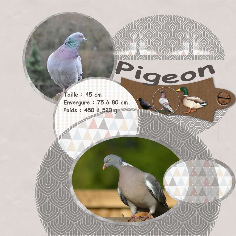 pigeon