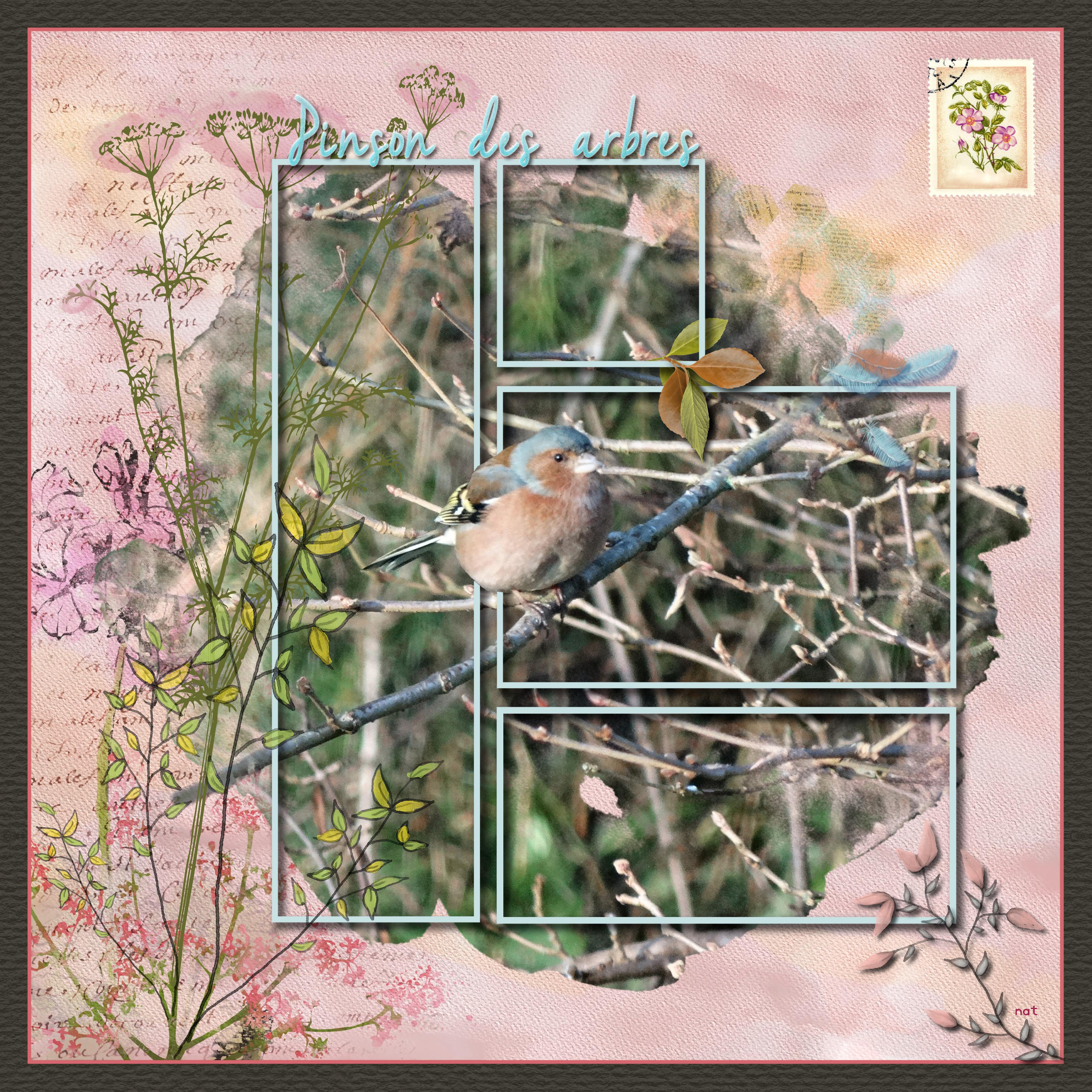 pinson des arbres.jpg