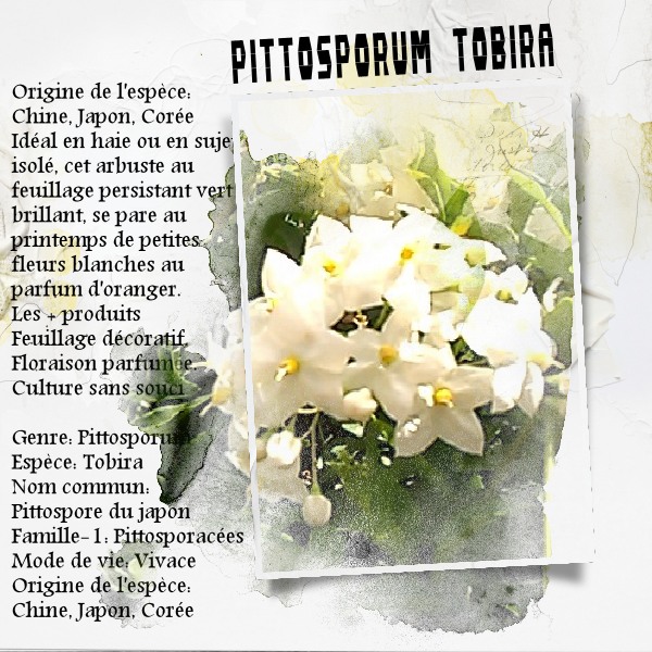 Pittosporum