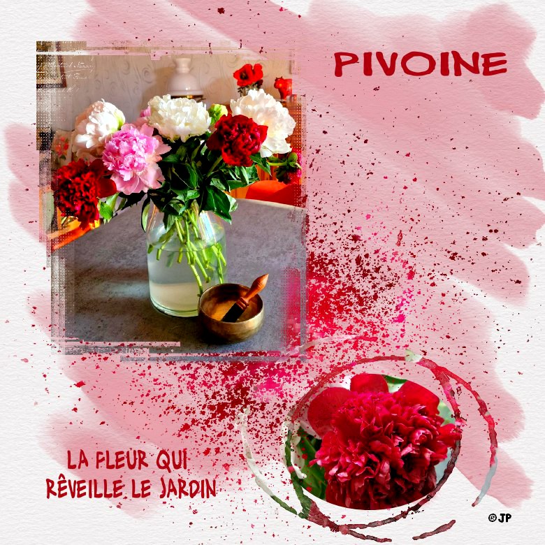 pivoine la fleur qui réveille le jardin