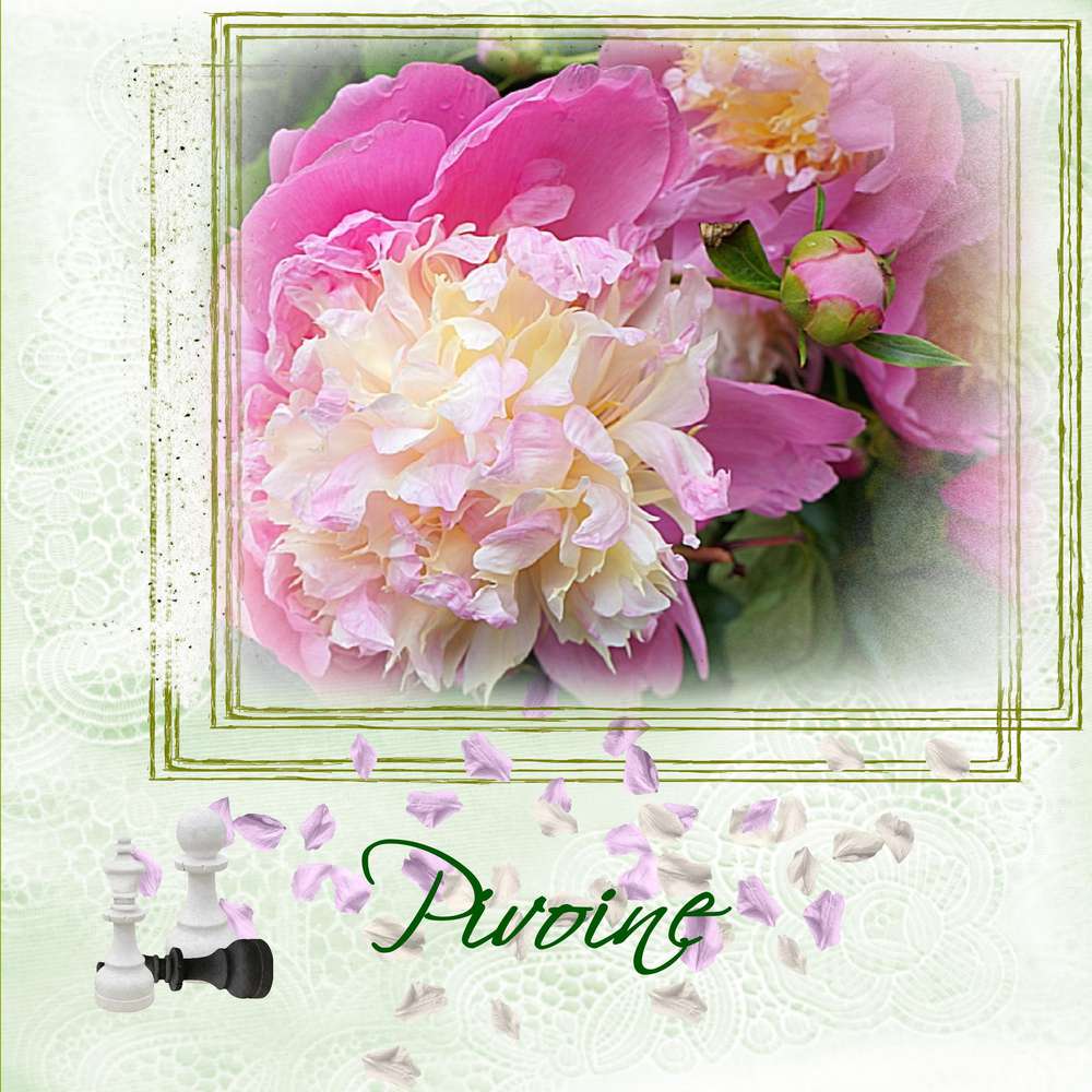 Pivoine