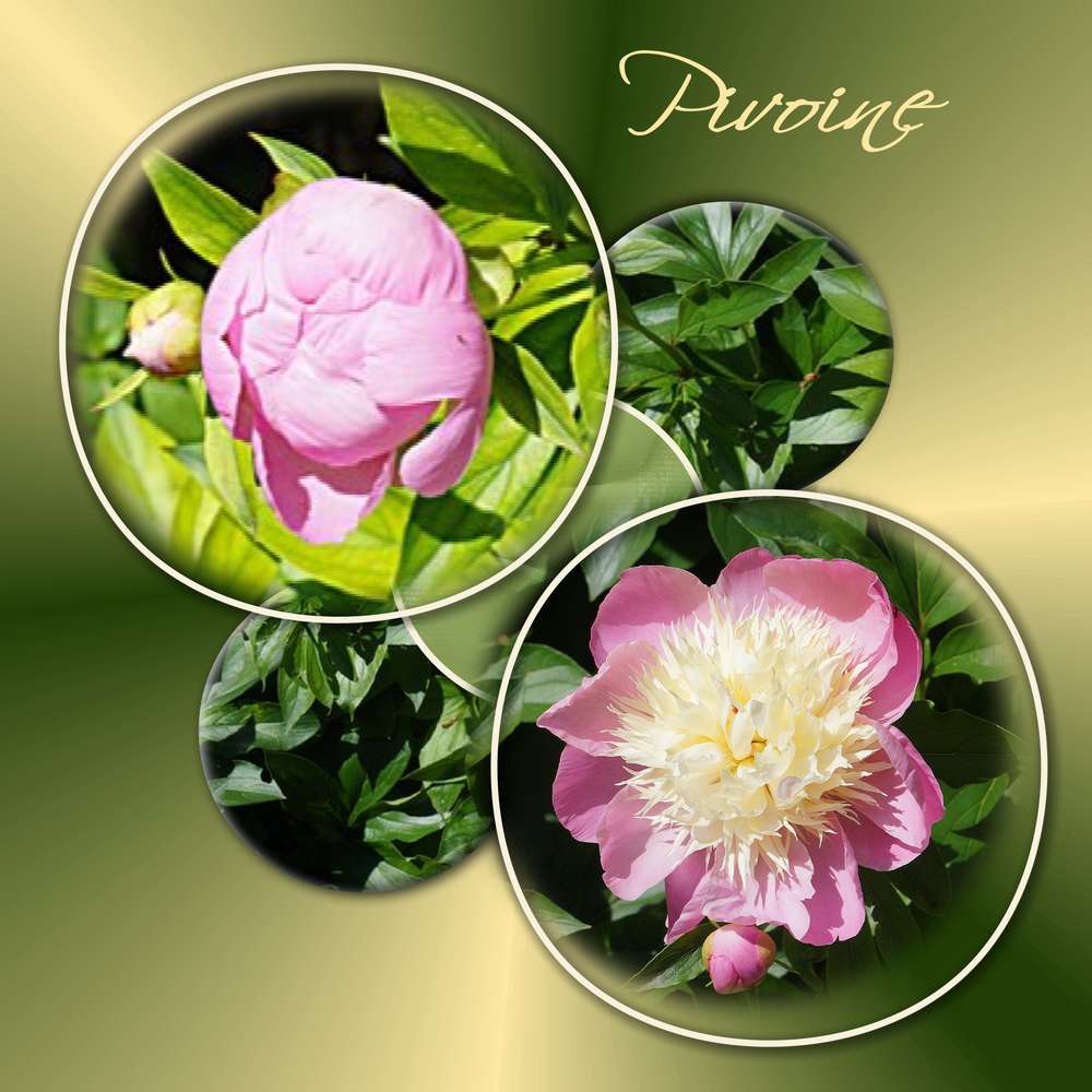 Pivoine