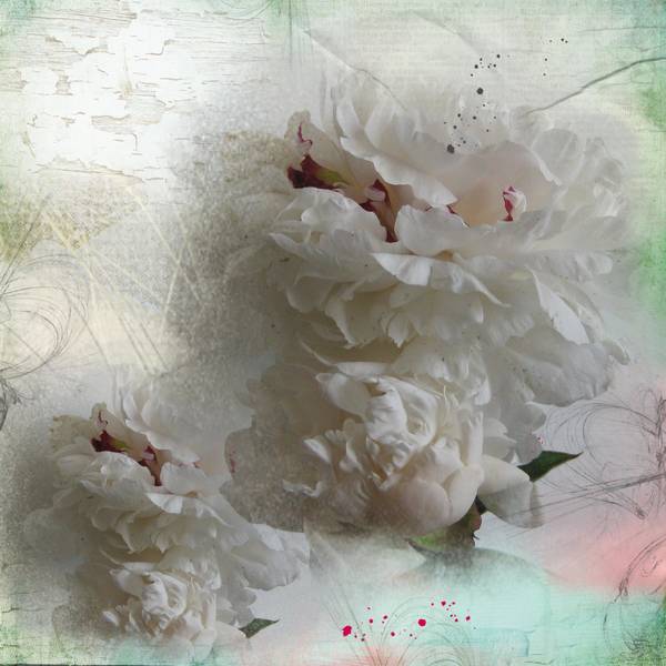 Pivoine_blanche_au_coeur_rouge