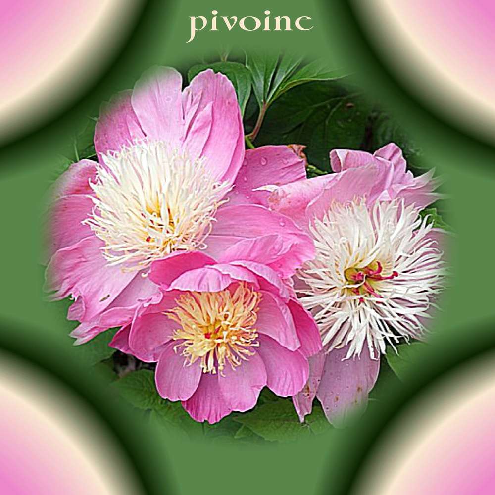 Pivoines de Chine