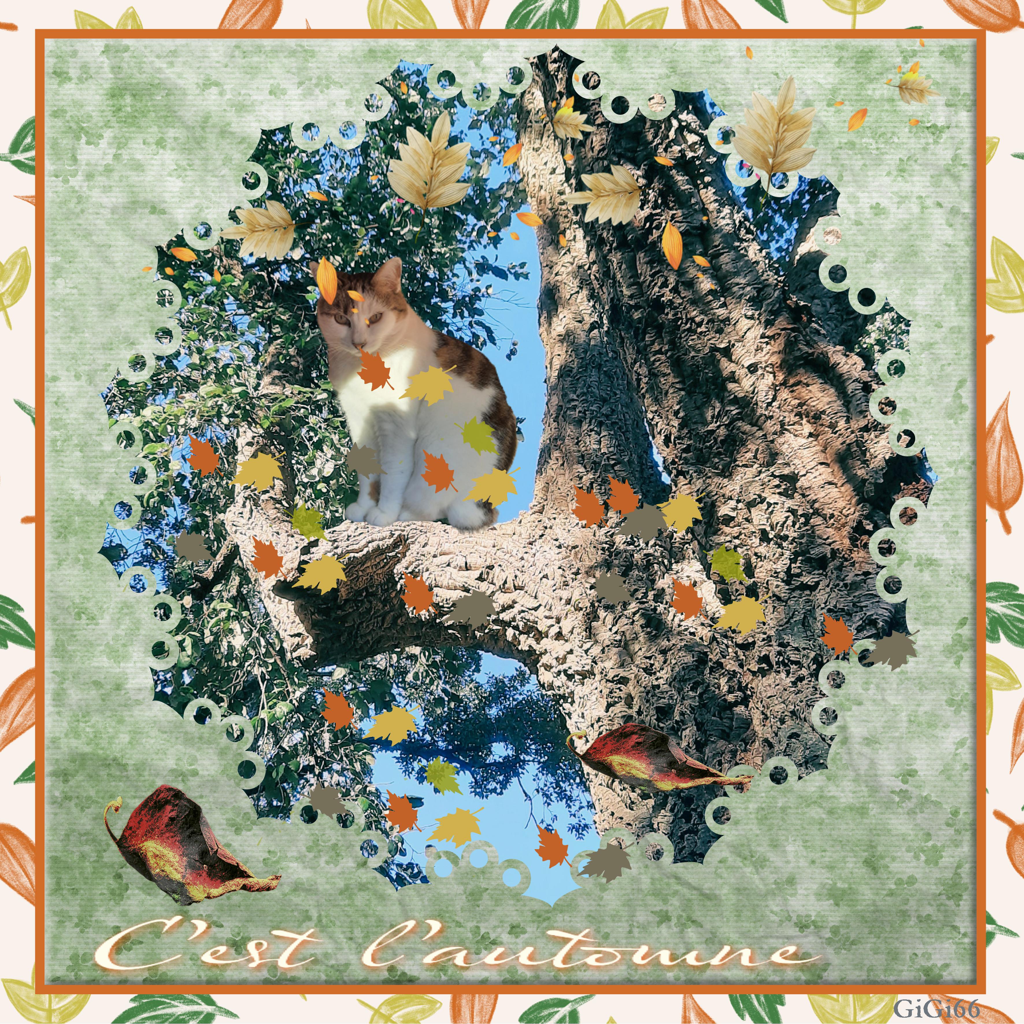 Plaisir d'automne grisette.jpg