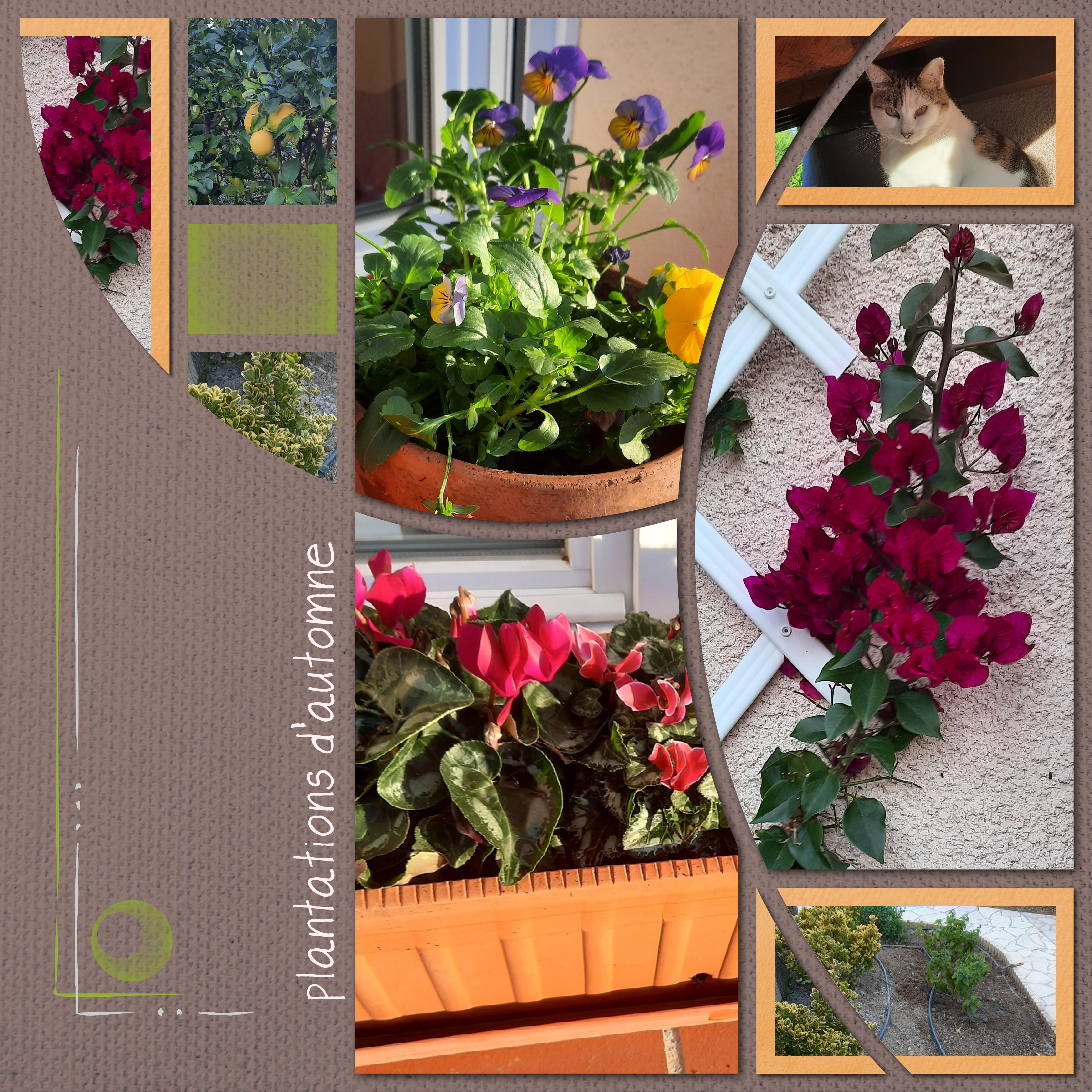 plantations d'automne  (page 1).jpg