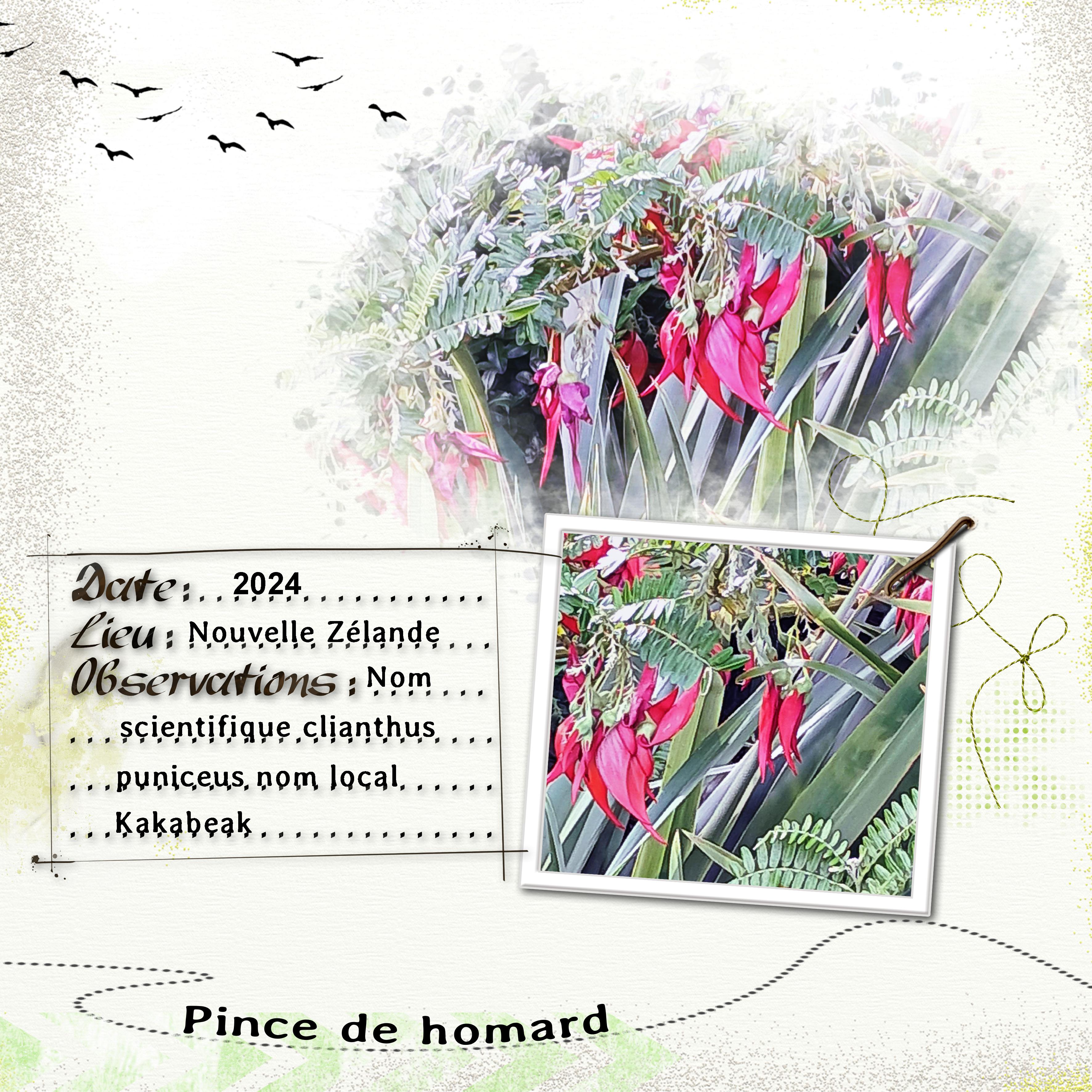 plante (page 1).jpg
