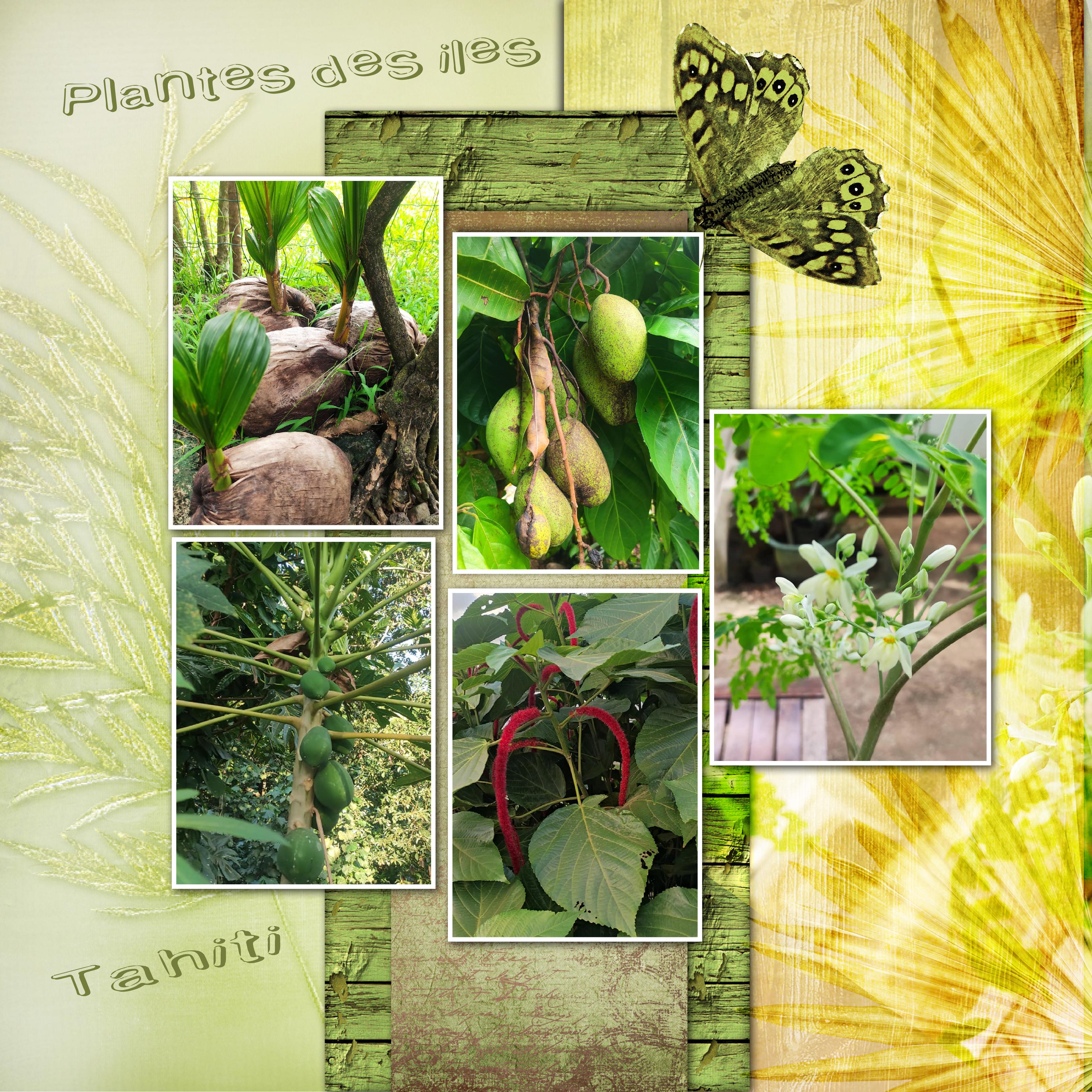 plantes.jpg