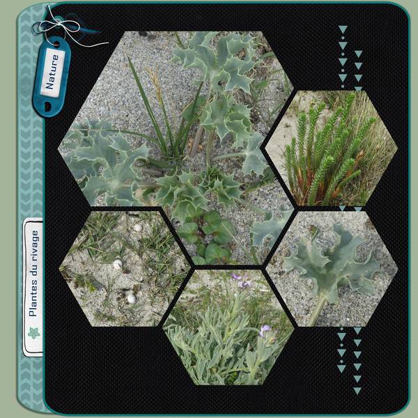 plantes_de_bord_de_mer