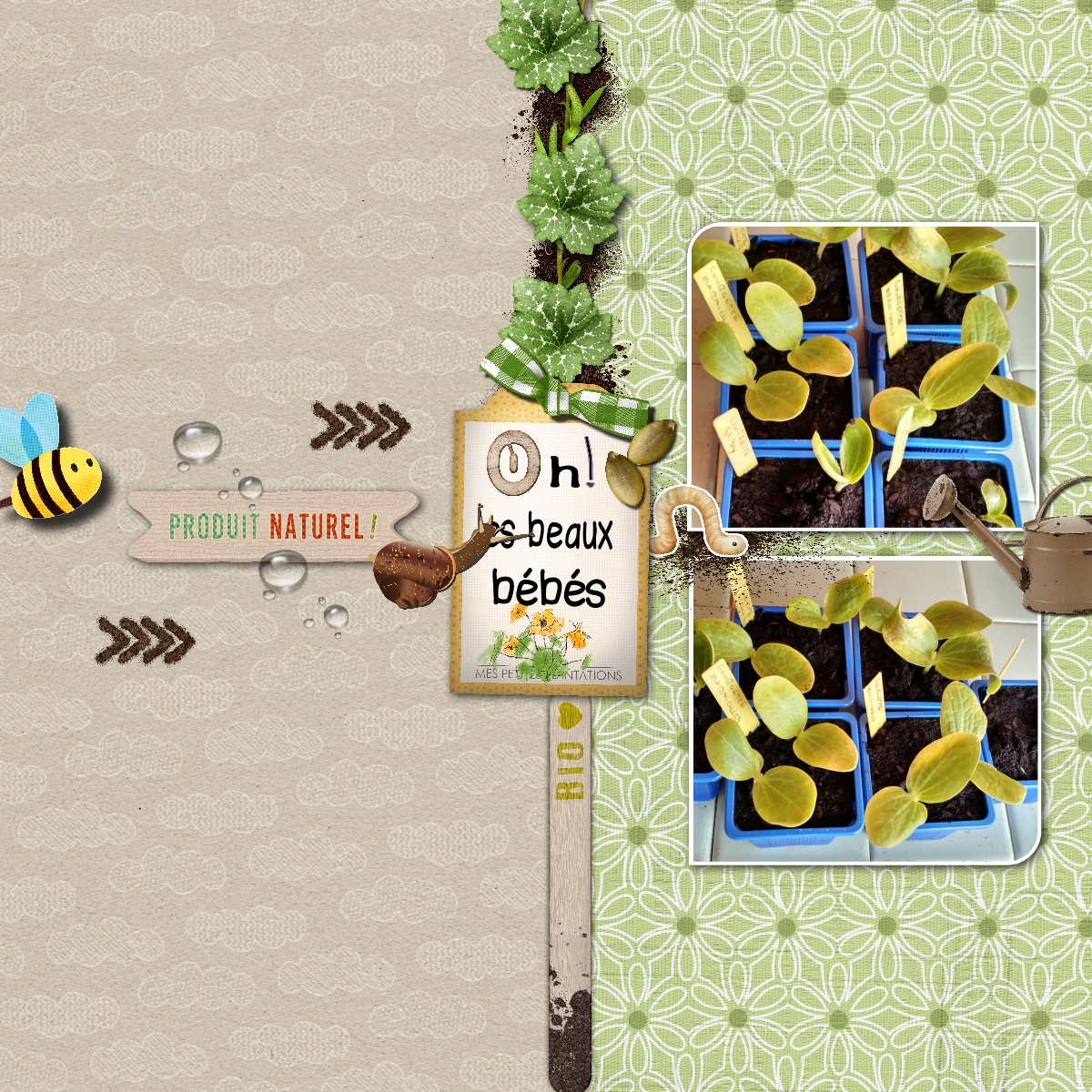 plants de courgette.jpg