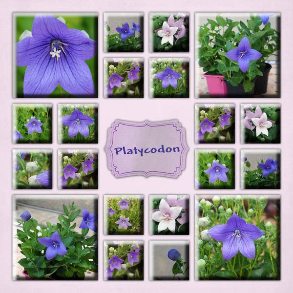 Platycodon