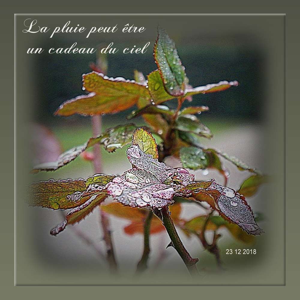 Pluie