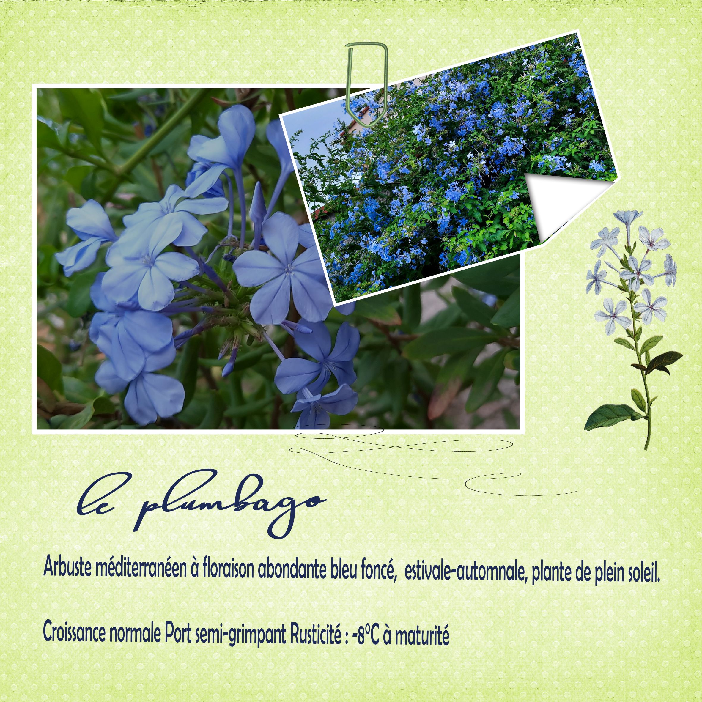 plumbago jardin .jpg