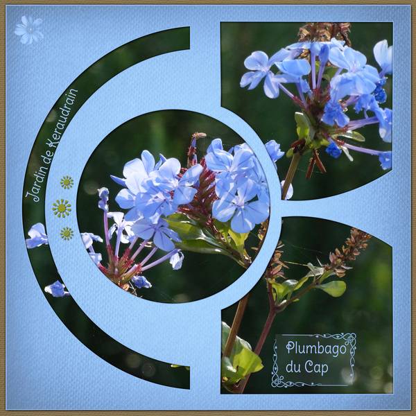 plumbago_du_cap
