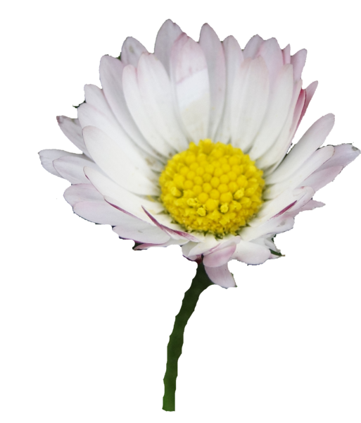 png  -  petite paquerette