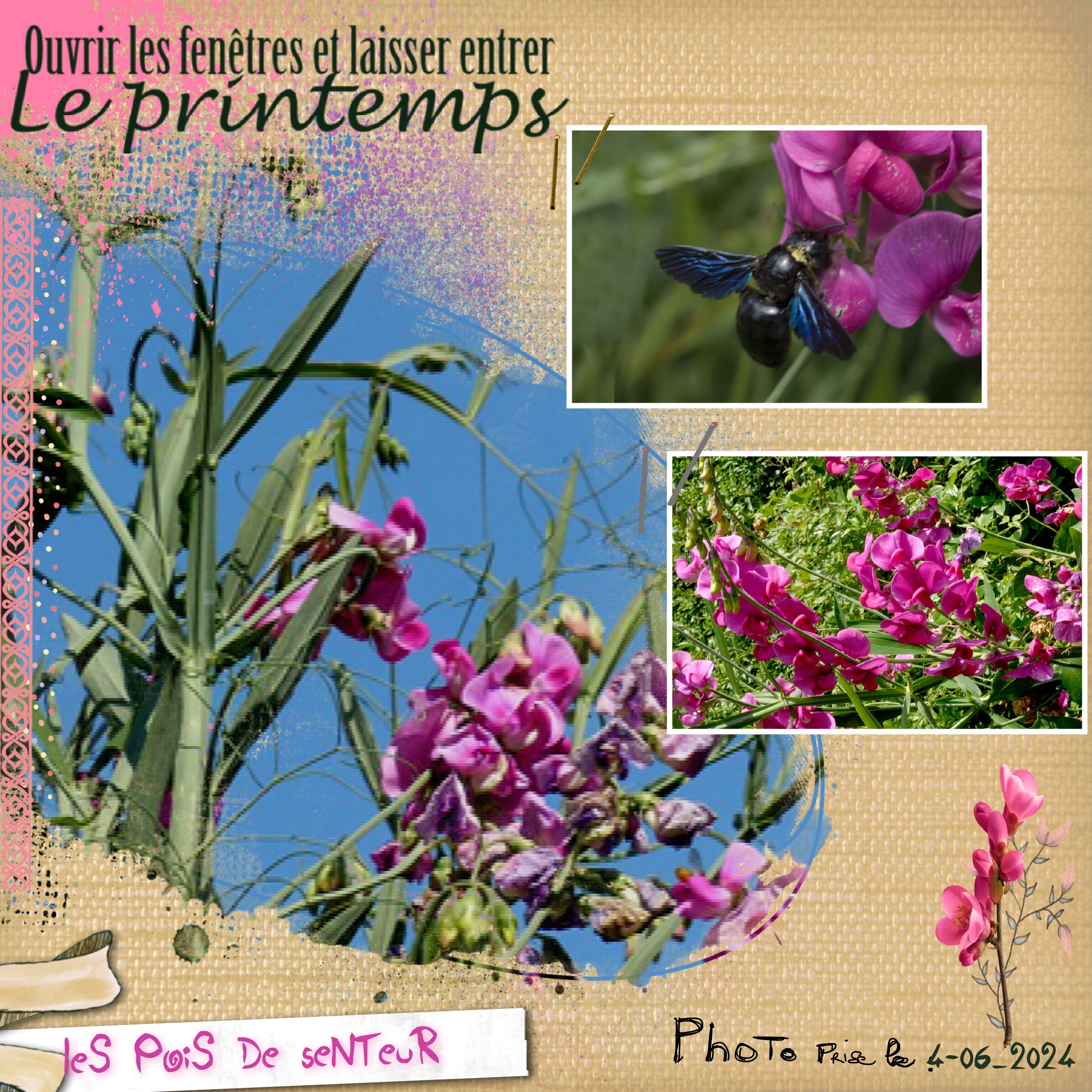 pois de senteur .jpg