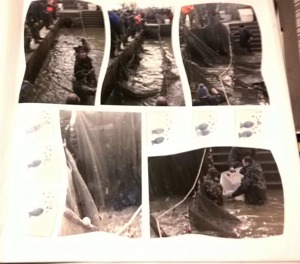 poissons dans le filet