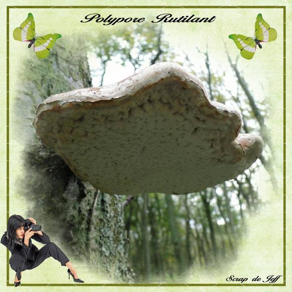 Polypore rutilant.