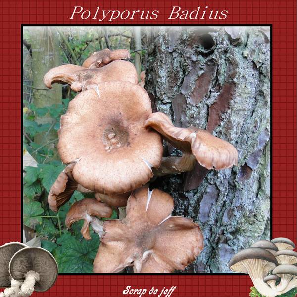 Polyporus Badius.