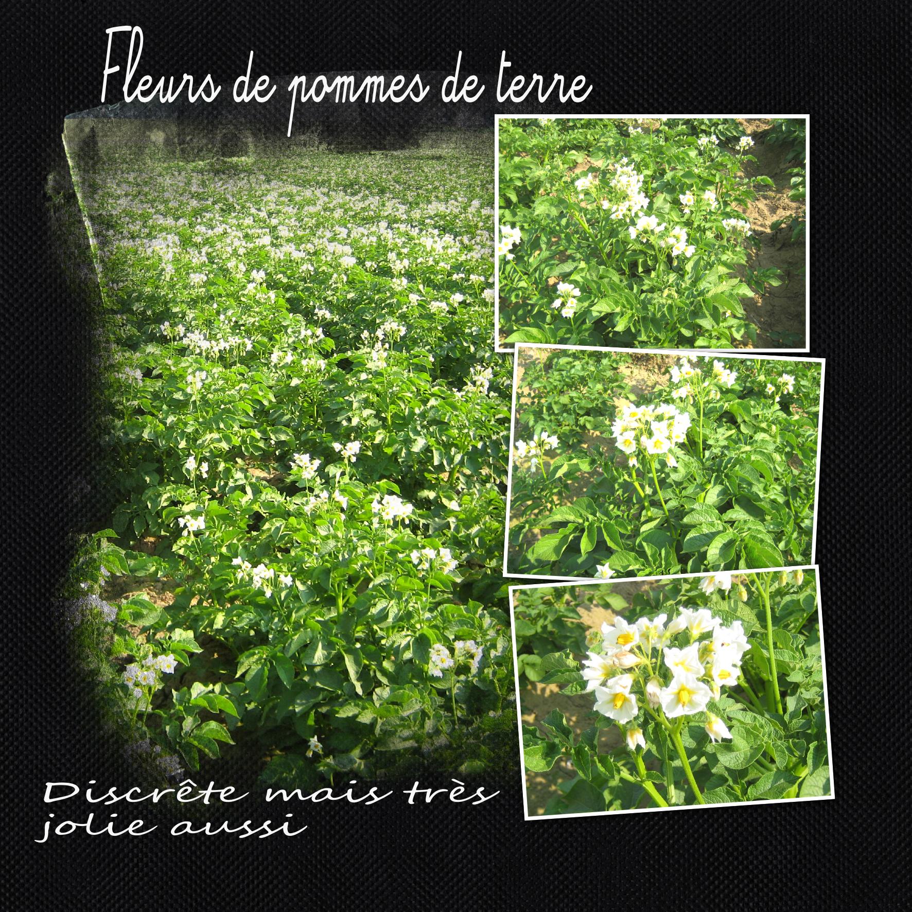 pomme de terre.jpg