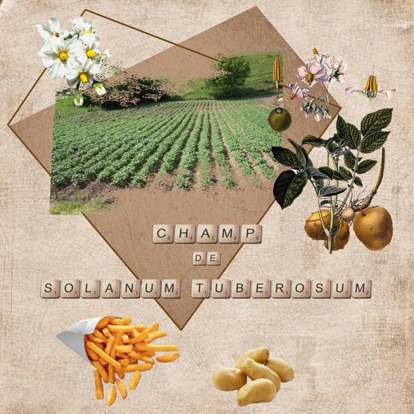 Pommes de terre
