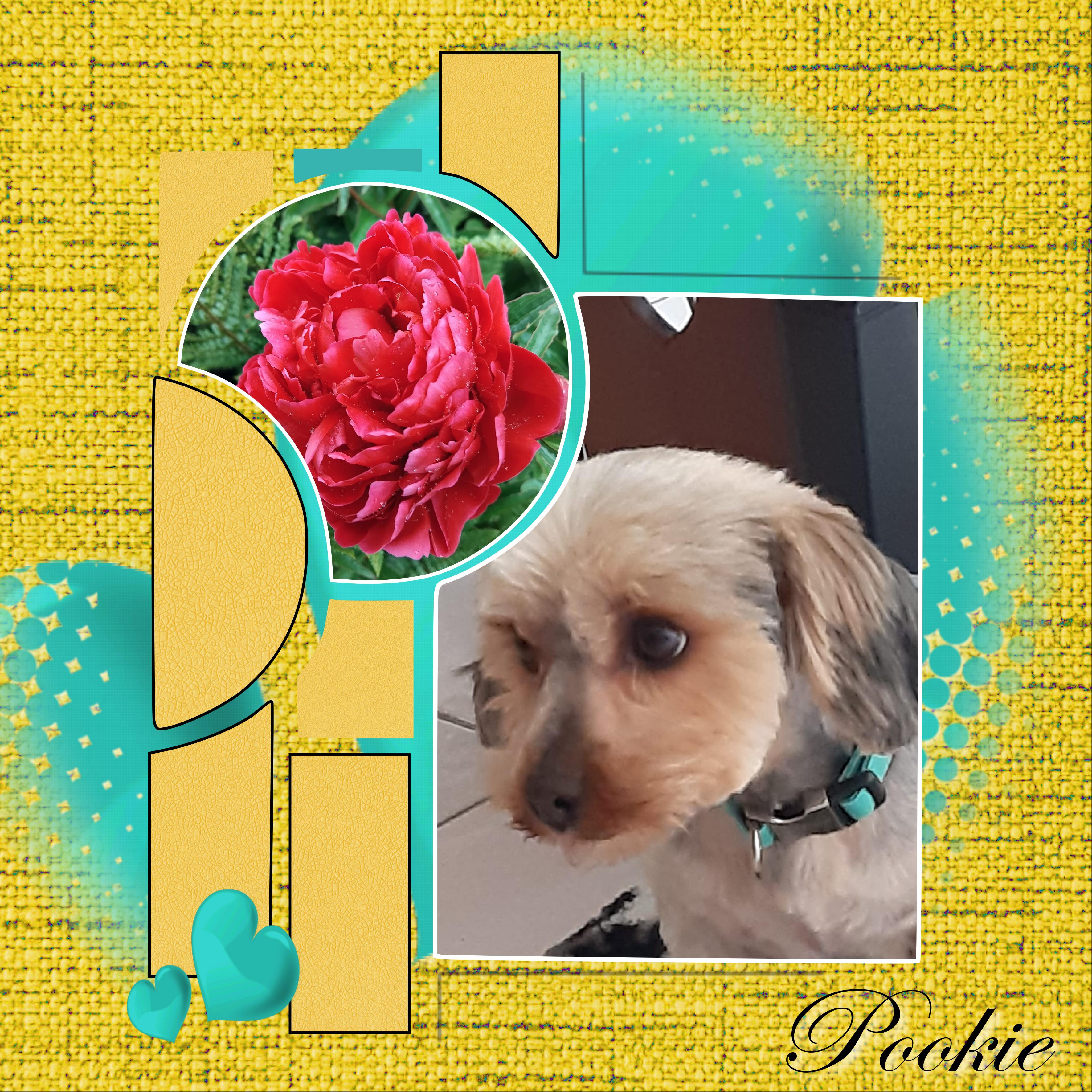 pookie.jpg