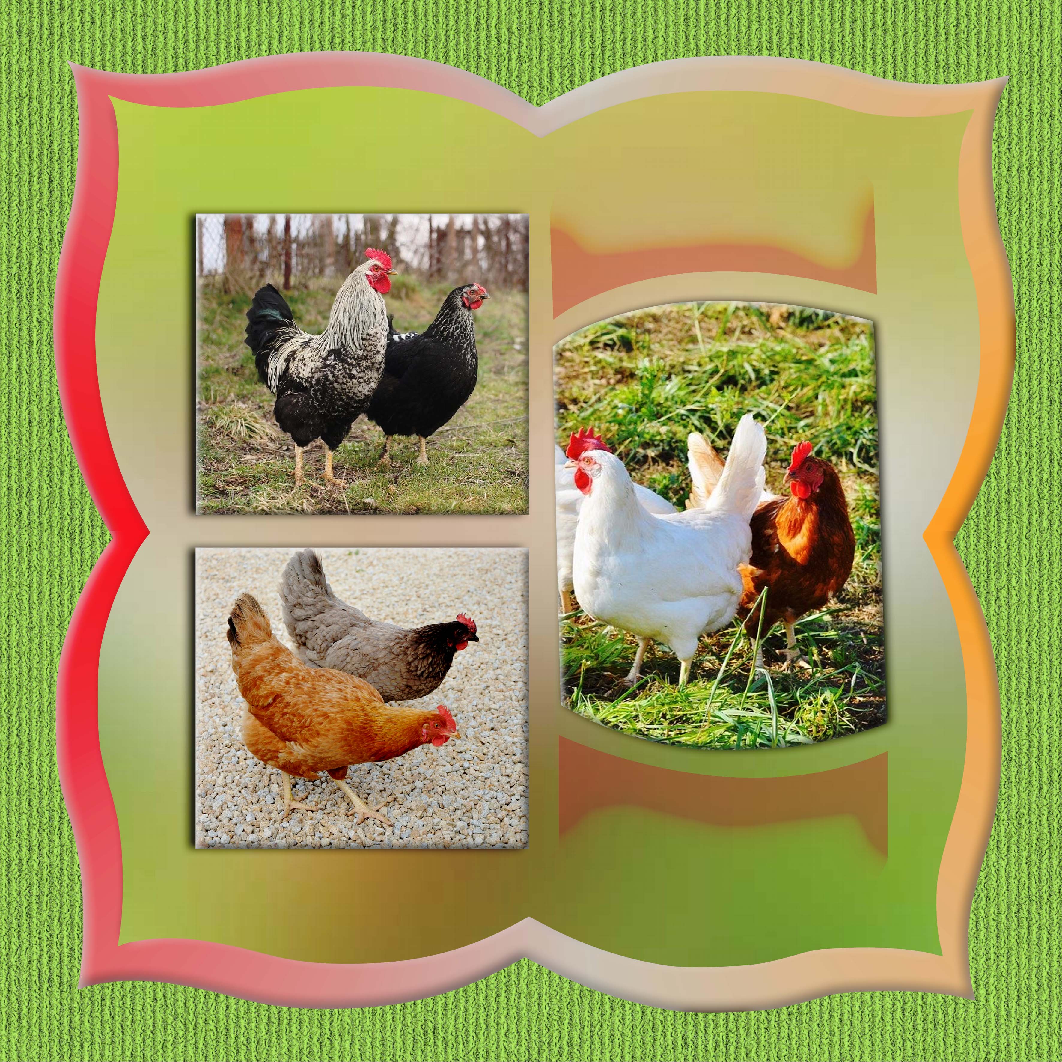 POULES de toutes les couleurs.