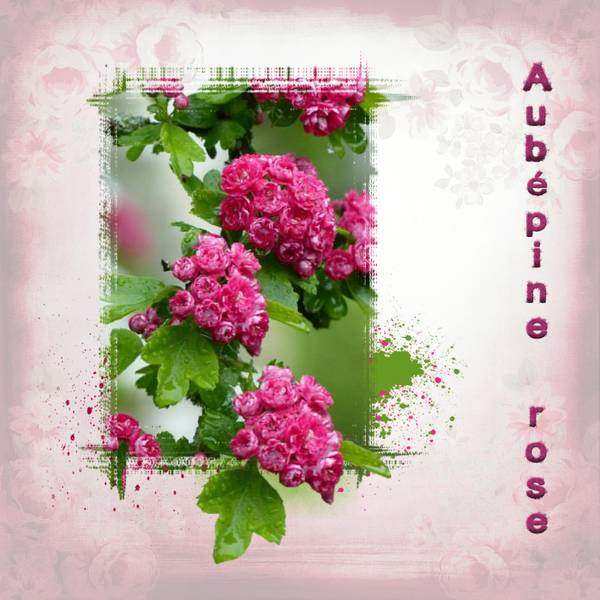 Pour Martine 29
