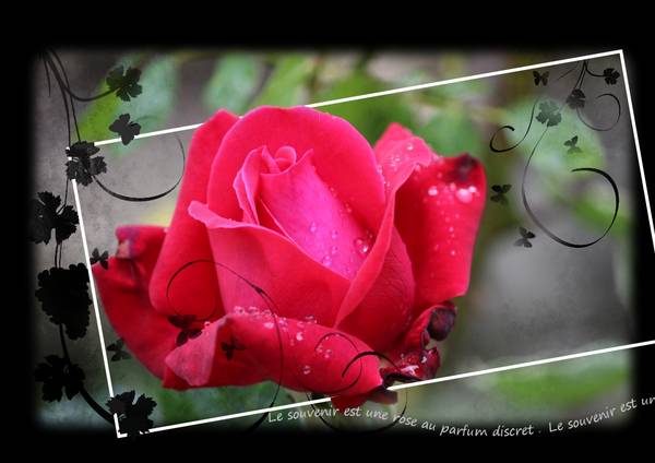 Pour vous toutes et tous