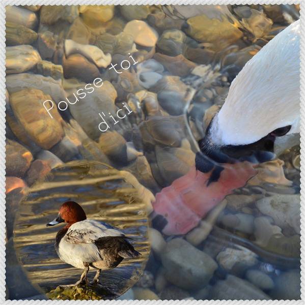 Pousse toi d'ici (même chez les oiseaux...) scène réelle.