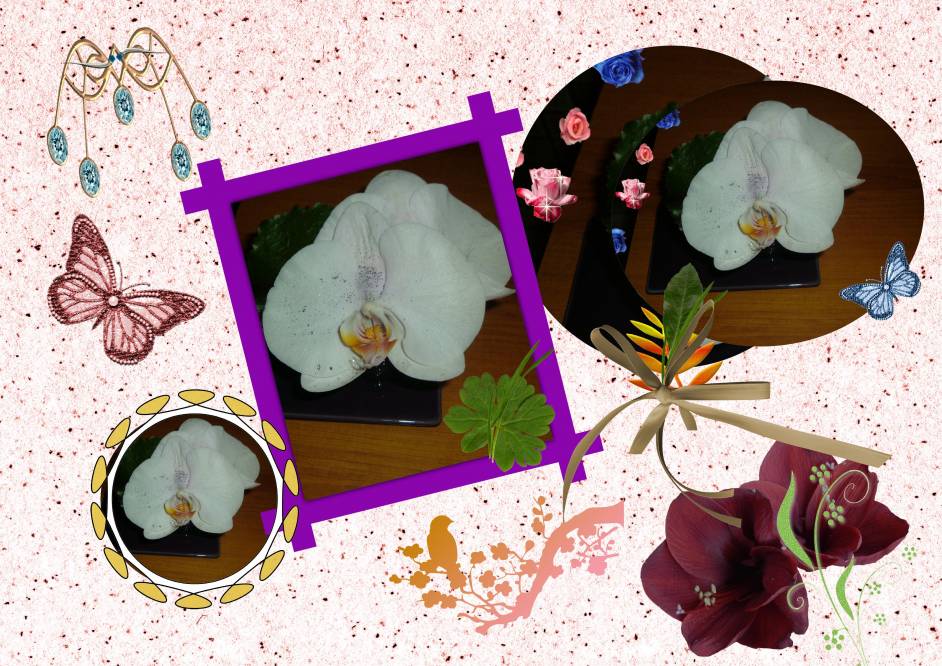 Précieuse Orchidée