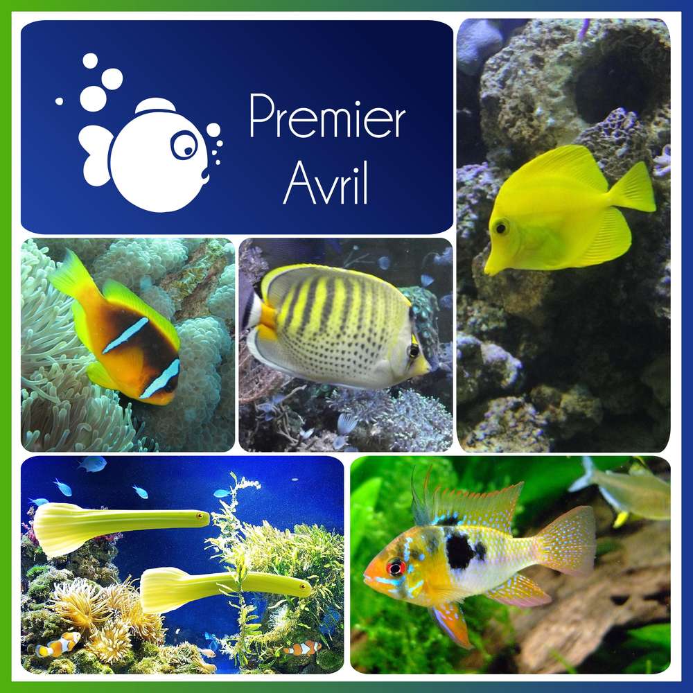 PREMIER AVRIL