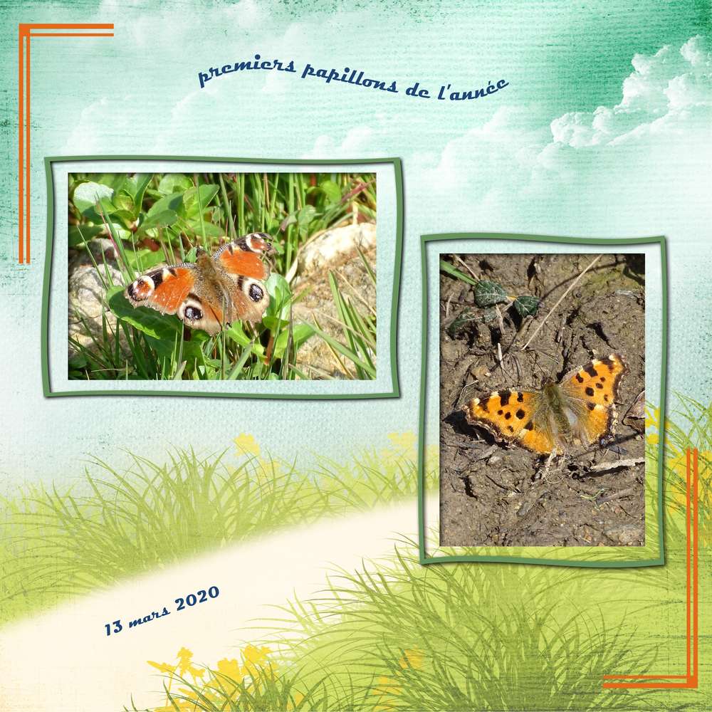 Premiers papillons de l'année 2020